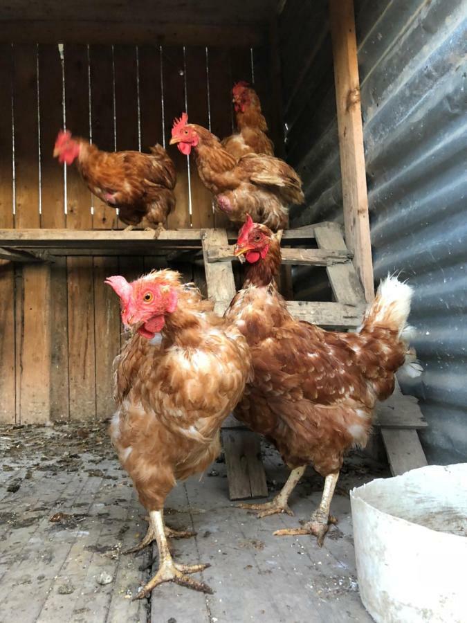 Agriturismo "Lo Zafferano" 艾普瑞利亚 外观 照片
